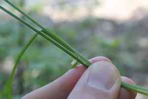 Pubescent sedge(Carex hirtifolia)