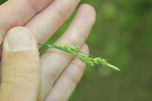 Pubescent sedge(Carex hirtifolia)