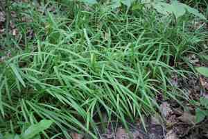 Pubescent sedge(Carex hirtifolia)