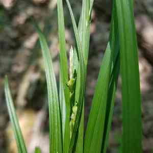 Hitchcock's sedge(Carex hitchcockiana)