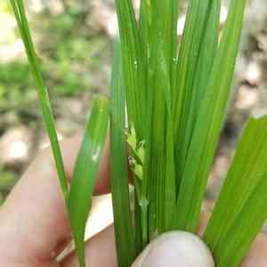 Hitchcock's sedge(Carex hitchcockiana)