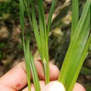 Hitchcock's sedge(Carex hitchcockiana)
