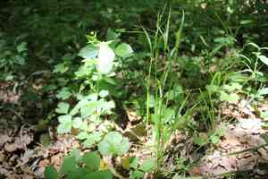 Hitchcock's sedge(Carex hitchcockiana)