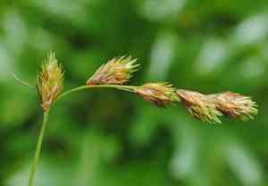 Marsh straw sedge(Carex hormathodes)
