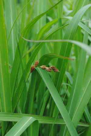 Marsh straw sedge(Carex hormathodes)