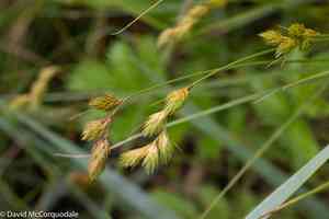 Marsh straw sedge(Carex hormathodes)