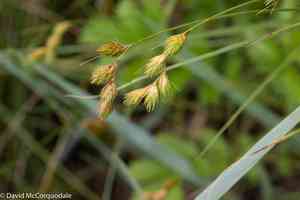 Marsh straw sedge(Carex hormathodes)