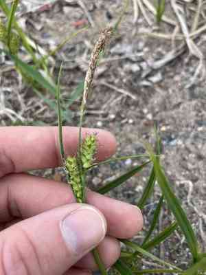 Houghton's sedge(Carex houghtoniana)