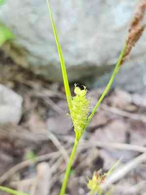 Houghton's sedge(Carex houghtoniana)