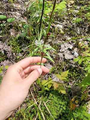 Houghton's sedge(Carex houghtoniana)