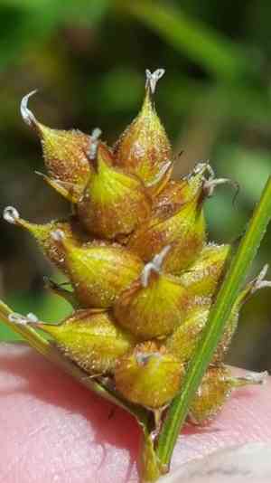 Houghton's sedge(Carex houghtoniana)