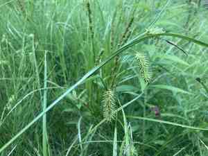 Bottlebrush sedge(Carex hystericina)