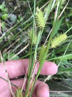 Bottlebrush sedge(Carex hystericina)