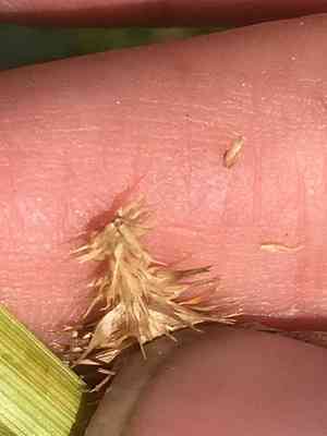 Bottlebrush sedge(Carex hystericina)