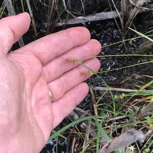 Inland sedge(Carex interior)