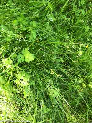 Inland sedge(Carex interior)