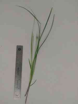 James' sedge(Carex jamesii)
