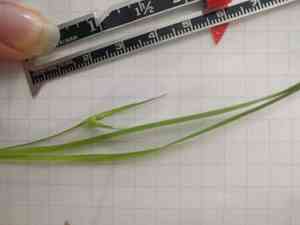 James' sedge(Carex jamesii)