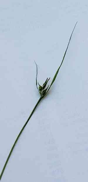 James' sedge(Carex jamesii)