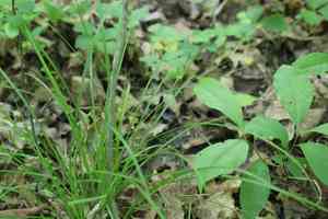 James' sedge(Carex jamesii)
