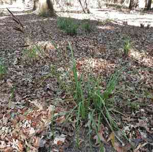 Cypress swamp sedge(Carex joorii)