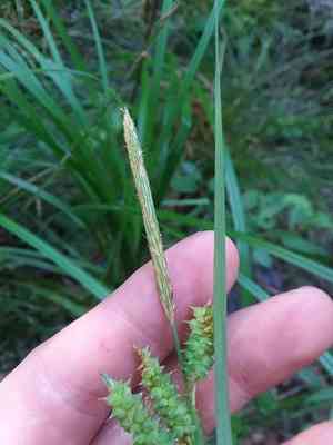 Cypress swamp sedge(Carex joorii)