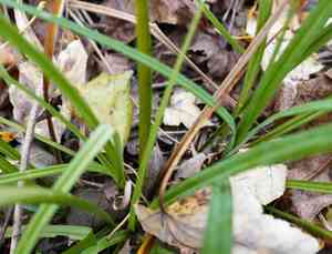 Cypress swamp sedge(Carex joorii)