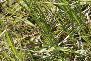 Woollyfruit sedge(Carex lasiocarpa)