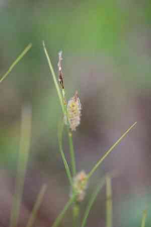 Woollyfruit sedge(Carex lasiocarpa)