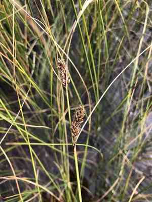 Woollyfruit sedge(Carex lasiocarpa)