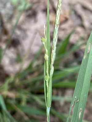 Broad loose-flower sedge(Carex laxiflora)