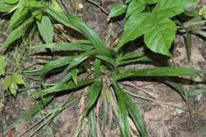 Broad loose-flower sedge(Carex laxiflora)