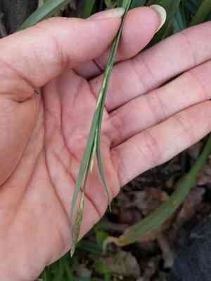 Broad loose-flower sedge(Carex laxiflora)