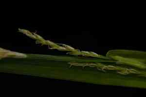 Broad loose-flower sedge(Carex laxiflora)