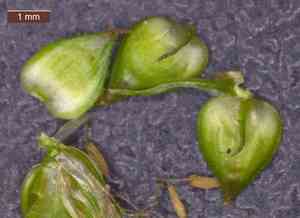 Leavenworth's sedge(Carex leavenworthii)