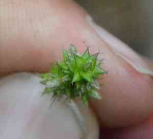 Leavenworth's sedge(Carex leavenworthii)