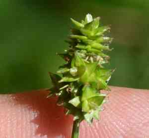 Leavenworth's sedge(Carex leavenworthii)
