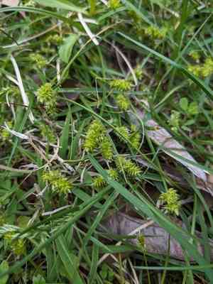 Leavenworth's sedge(Carex leavenworthii)