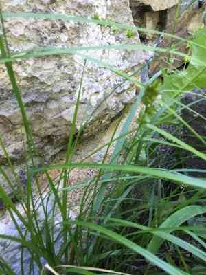 Leers' sedge(Carex leersii)