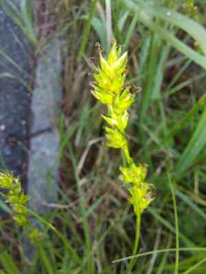 Leers' sedge(Carex leersii)