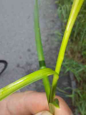 Leers' sedge(Carex leersii)