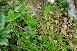 Leers' sedge(Carex leersii)