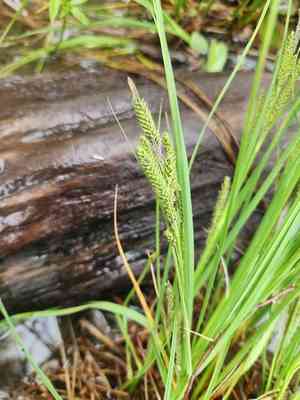 Lakeshore sedge(Carex lenticularis)