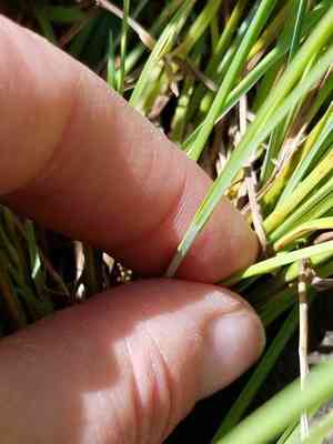 Lakeshore sedge(Carex lenticularis)
