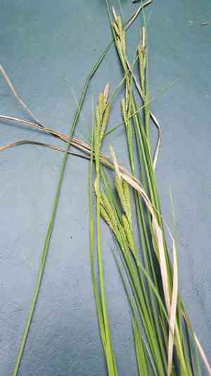 Lakeshore sedge(Carex lenticularis)