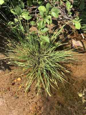 Lakeshore sedge(Carex lenticularis)
