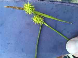 Long-stalked yellow sedge(Carex lepidocarpa)