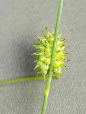 Long-stalked yellow sedge(Carex lepidocarpa)