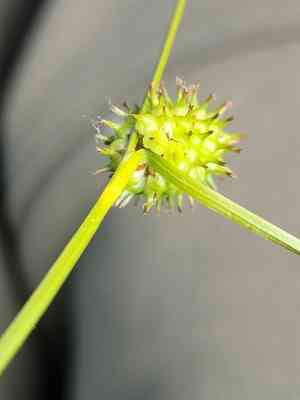 Long-stalked yellow sedge(Carex lepidocarpa)