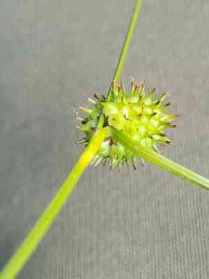 Long-stalked yellow sedge(Carex lepidocarpa)